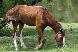 Selenium Deficiency in Sport Horses