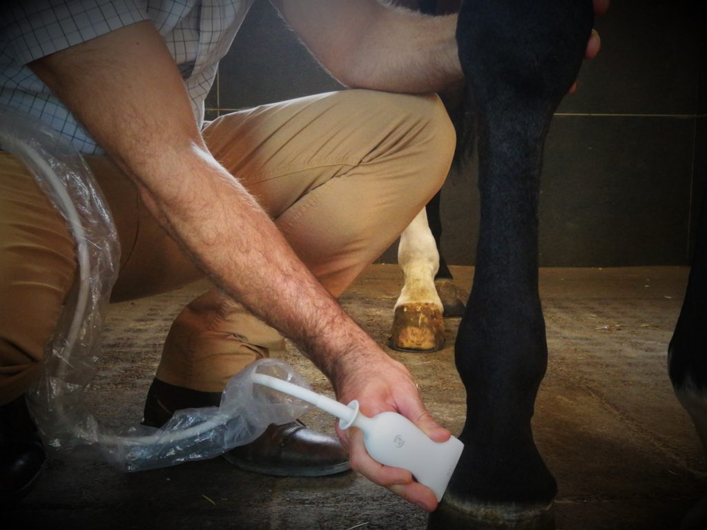Ultrasound in Horses
