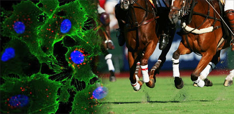 Stem cell therapy in horses