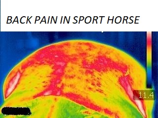 Back pain in horses belgium