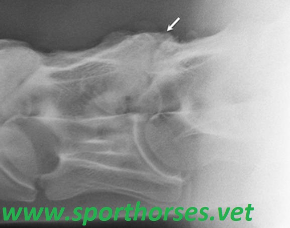Neck pain in high performance horses