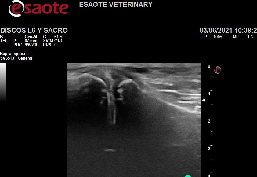 Spinal discs in horses L6-S1
