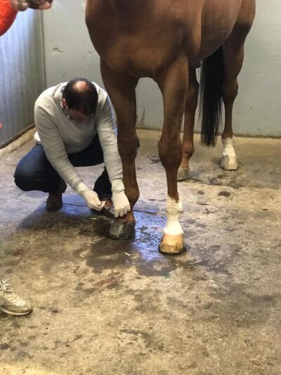 Arthrosis in coffin joint in jumping horses