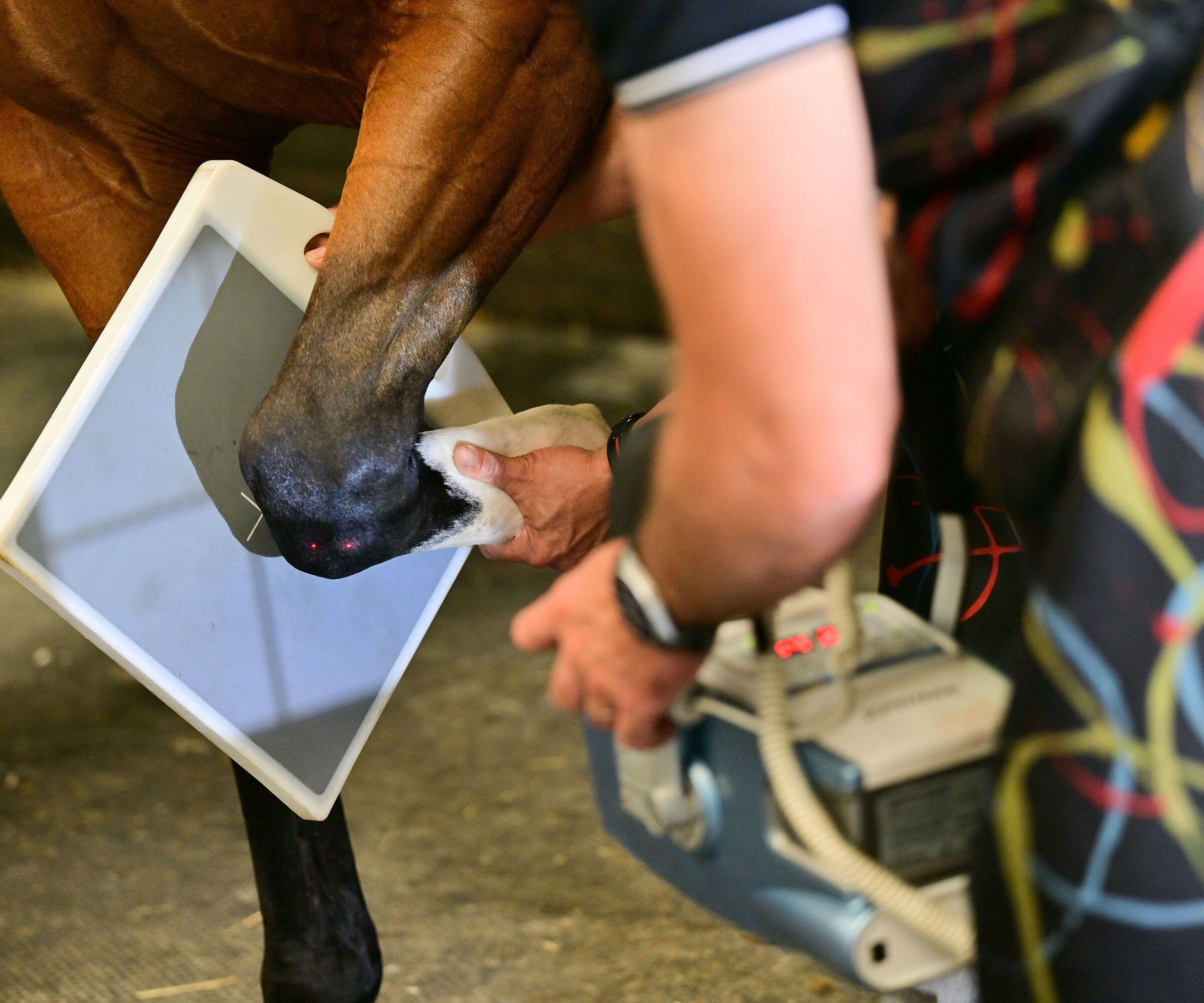 Independent equine pre purchase examination for sport horse in Europe