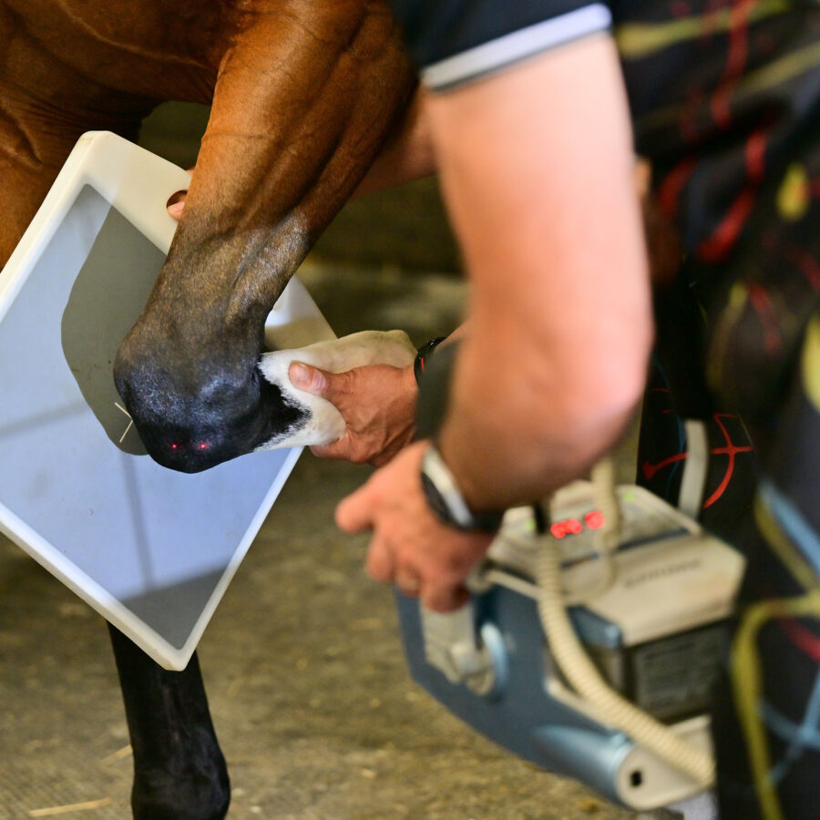 Independent equine pre purchase examination for sport horse in Europe