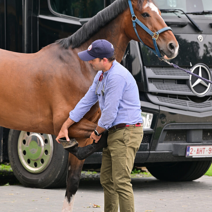 Equine orthopedic veterinarian performing lameness examination on sport horse